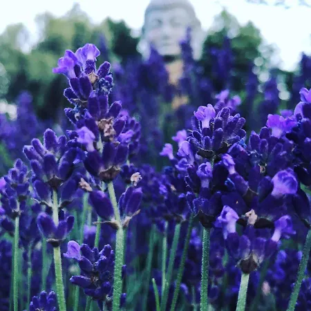 Spreewaldinsel Apartment *