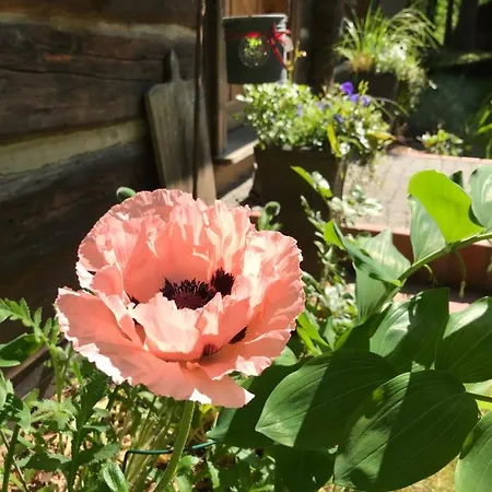 Daire Spreewaldinsel