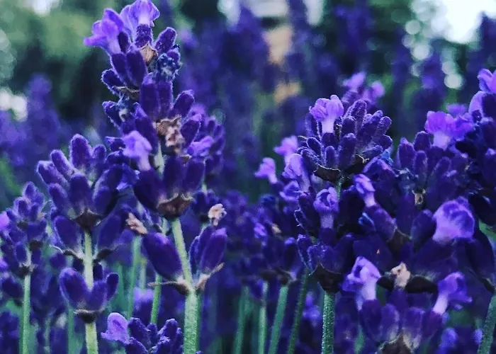 Spreewaldinsel Apartamento *